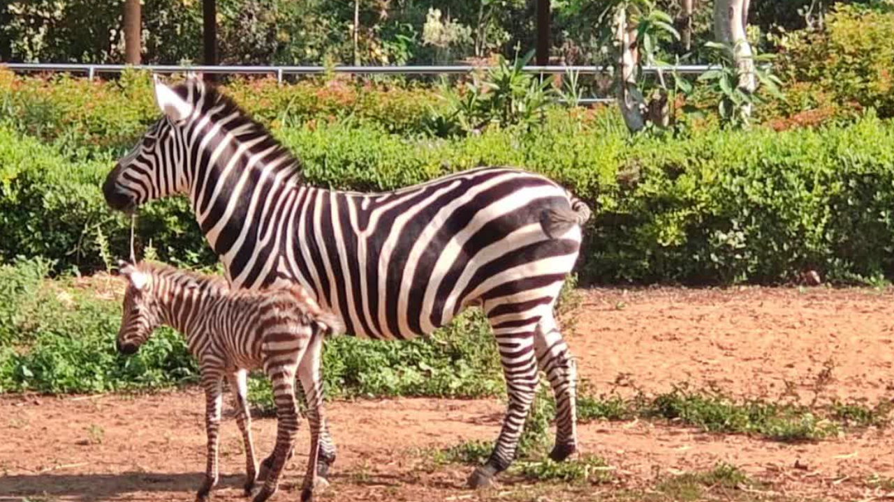 ಬನ್ನೇರುಘಟ್ಟ ಜೈವಿಕ ಉದ್ಯಾನವನದಲ್ಲಿ ಹತ್ತಕ್ಕೇರಿದ ಜೀಬ್ರಾಗಳ ಸಂಖ್ಯೆ