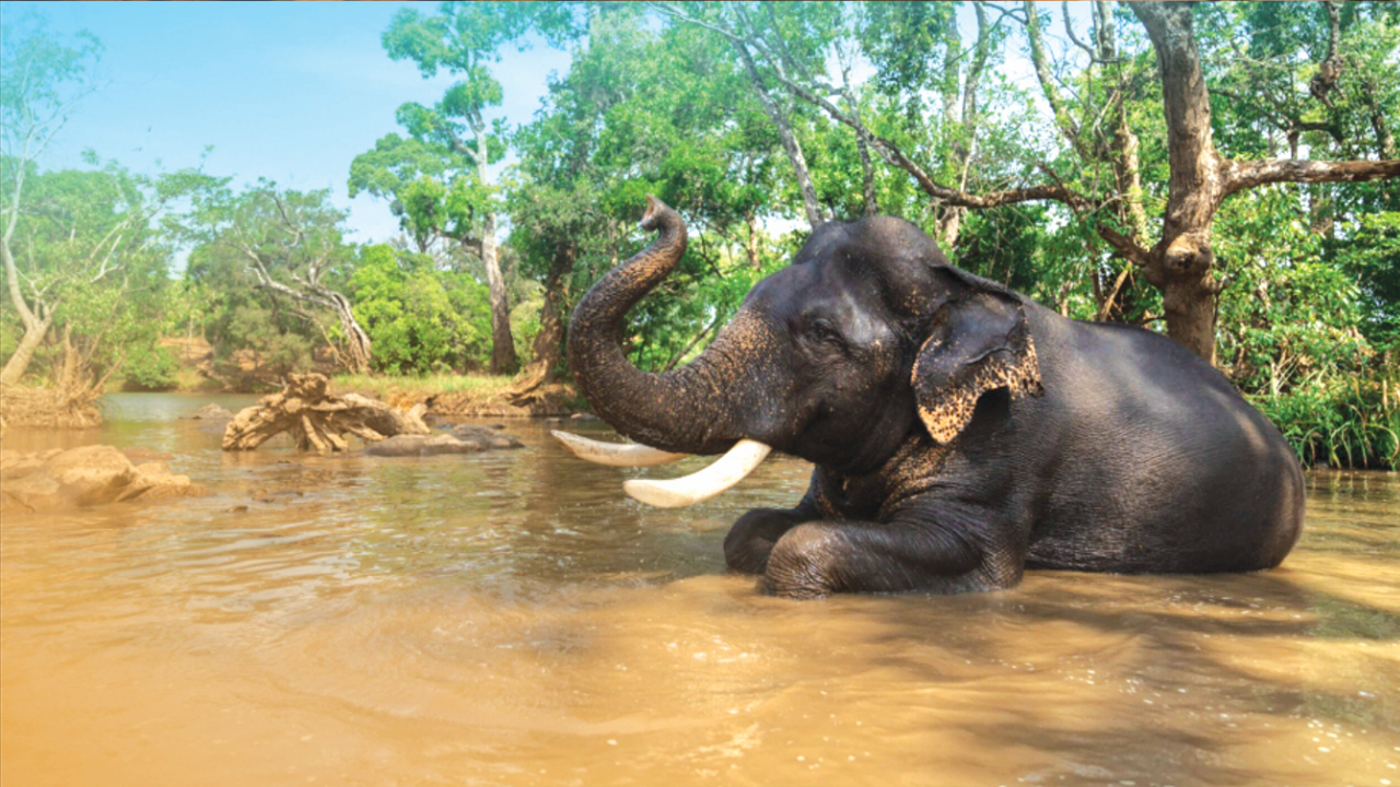 ದುಬಾರೆ ಆನೆಯ ಮೇಲೆ ಅಂಬಾರಿ