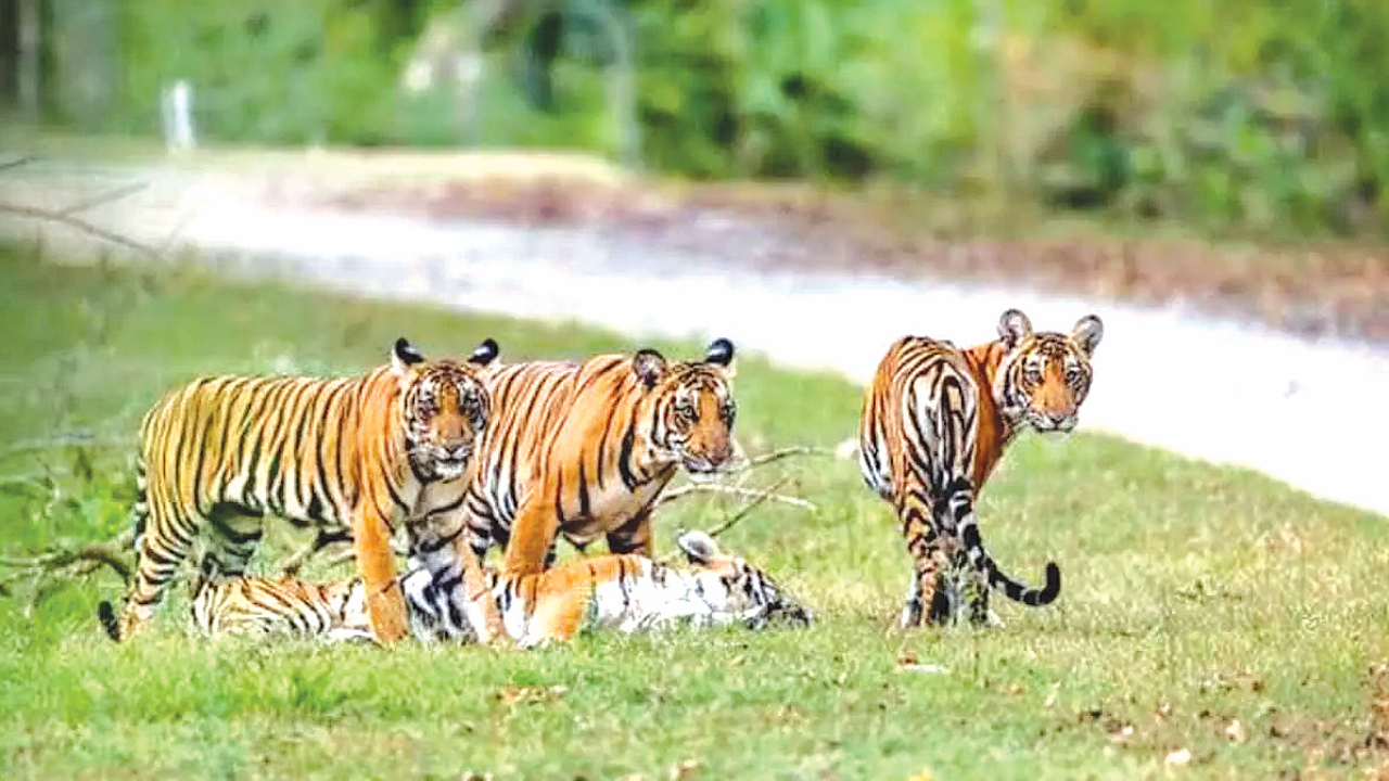 ಕಾಡಿನ ಬಾಗಿಲು ಮುಚ್ಚಿಸಿದ ಹುಲಿರಾಯ!