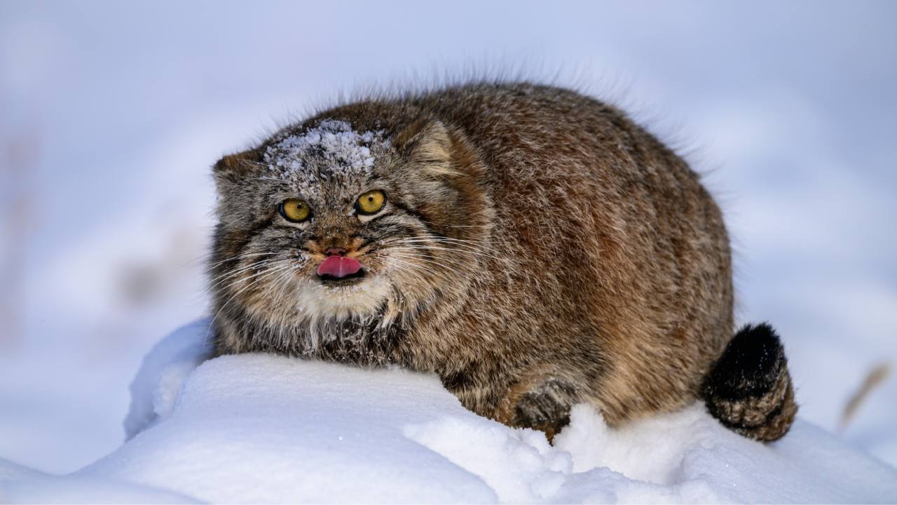 ಪಲ್ಲಾಸ್ ಬೆಕ್ಕು ಕ್ಯಾಮೆರಾ ಕಣ್ಣಲ್ಲಿ ಸೆರೆ