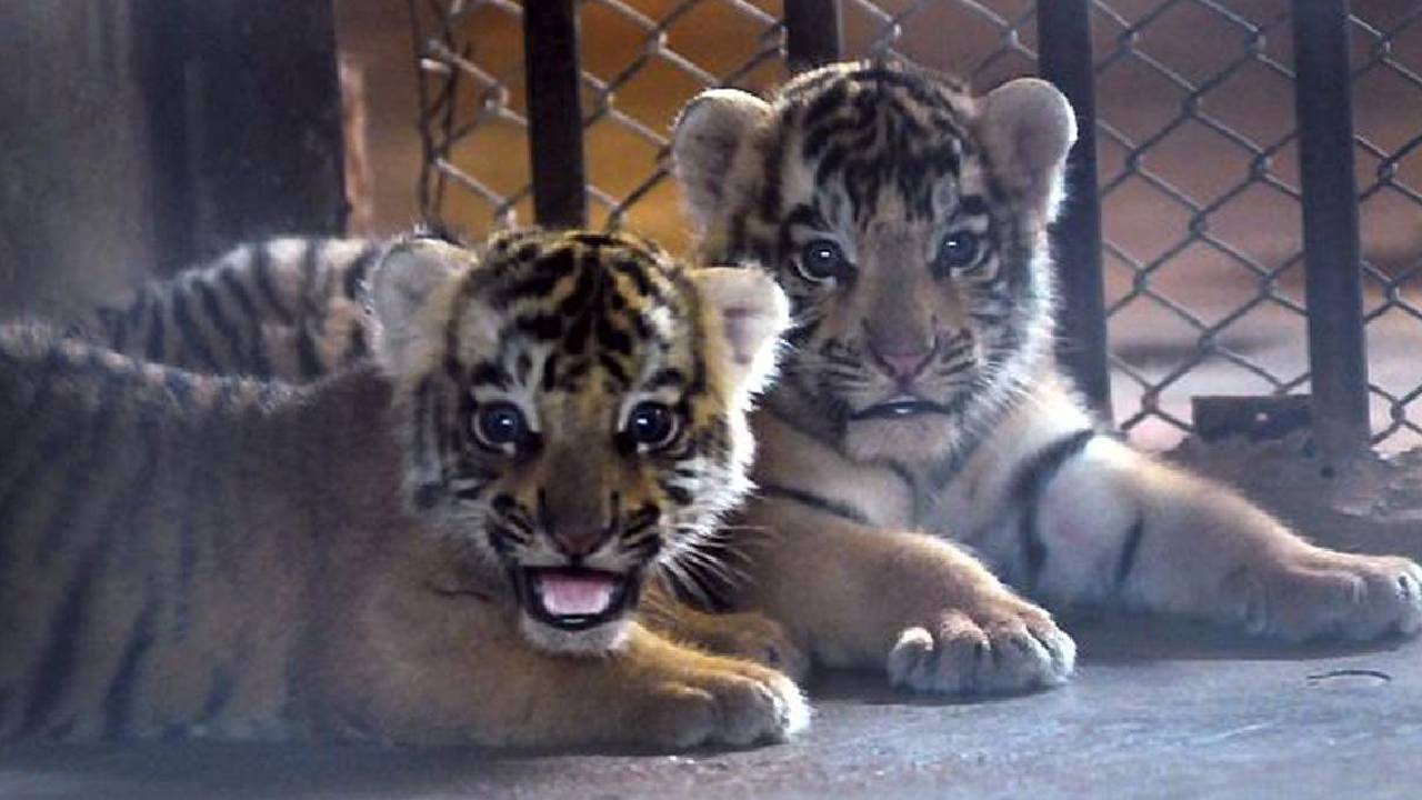 ಪಿಲಿಕುಳದಲ್ಲಿ ಹುಲಿಮರಿಗಳ ದತ್ತು ಸ್ವೀಕಾರ ಕಾರ್ಯಕ್ರಮ