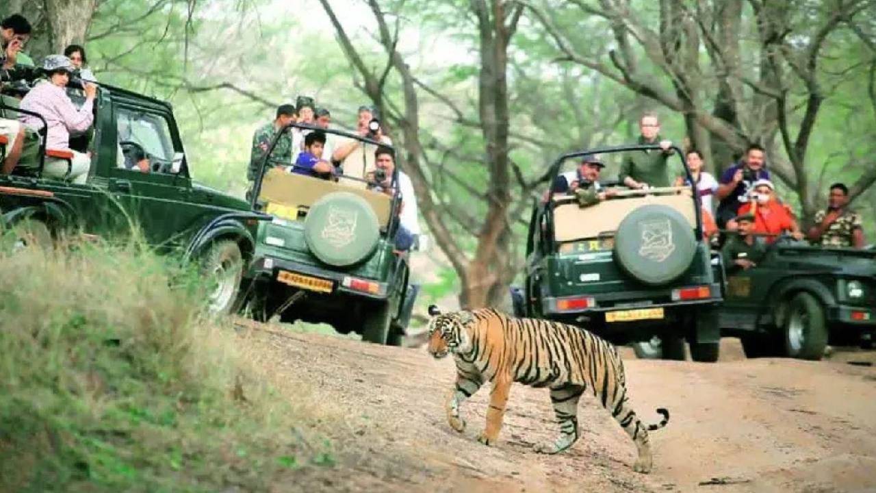 ಬಂಡೀಪುರ ಸಫಾರಿ ಬಂದ್: ಪ್ರವಾಸೋದ್ಯಮ ಅವಲಂಬಿತರ ಜೀವನ ಸ್ತಬ್ಧ