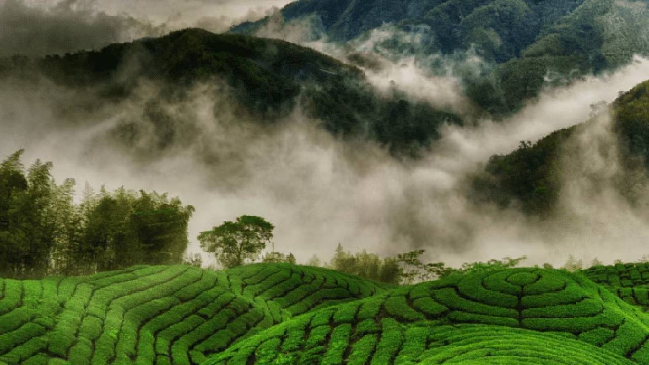 ಮುನ್ನಾರ್‌ನಲ್ಲಿ -1 ಡಿಗ್ರಿ ಸೆಲ್ಸಿಯಸ್ ತಾಪಮಾನ