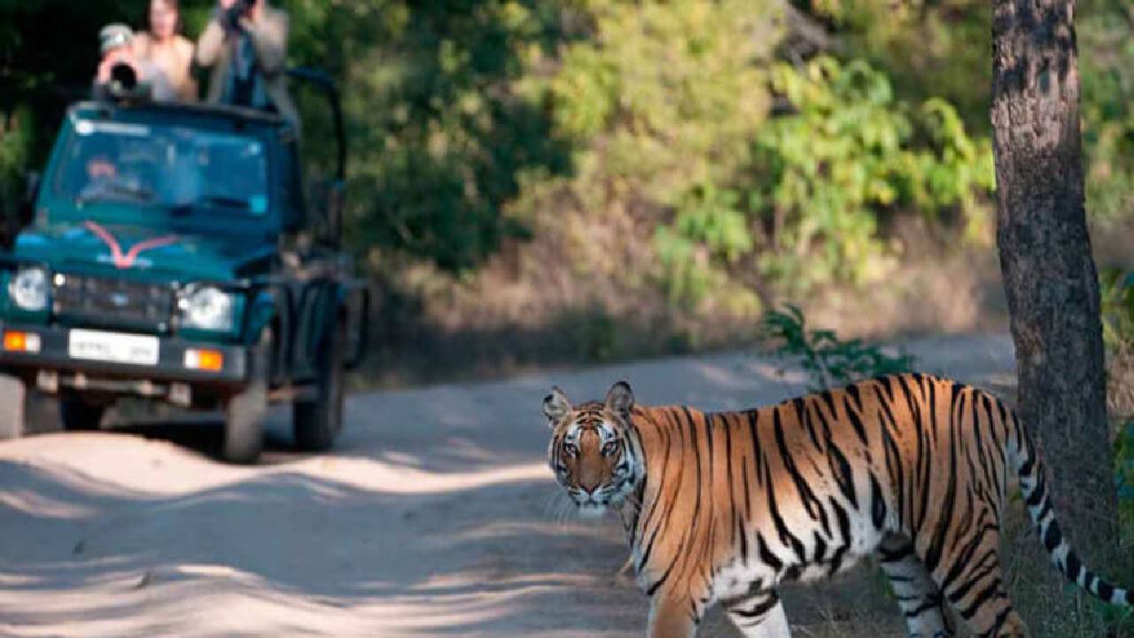ಸಫಾರಿ ಮರುಪ್ರಾರಂಭಿಸಲು ಪ್ರವಾಸೋದ್ಯಮ ವಲಯದಿಂದ ಒತ್ತಾಯ