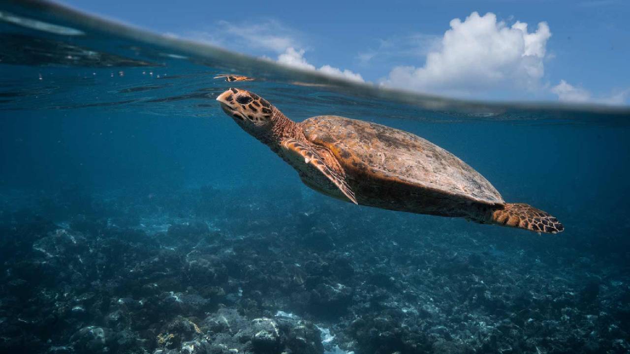 ಕರಾವಳಿಯಲ್ಲಿ ಆಮೆ ವೀಕ್ಷಣಾ ಪ್ರವಾಸೋದ್ಯಮ ಅಭಿವೃದ್ಧಿ: ಹಣಕಾಸು ಸಚಿವರ ಘೋಷಣೆ