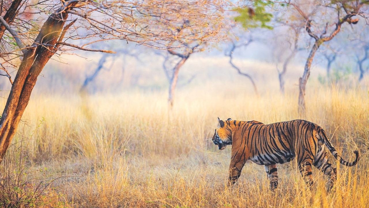 ವನ್ಯಜೀವಿ ಪ್ರವಾಸ ಎನ್ನುವುದು ಅನುಭವ ಆಧಾರಿತ ಶಿಕ್ಷಣ, ಅದು ಮೋಜು ಮಸ್ತಿ ಅಲ್ಲವೇ ಅಲ್ಲ