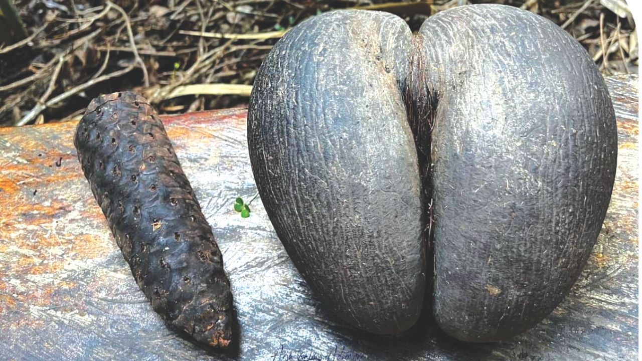 ಸಮುದ್ರದ ಅಲೆಗಳ ಮೇಲೆ ತೇಲಿಬಂದ ದೈವಿಕ ವಿಸ್ಮಯ