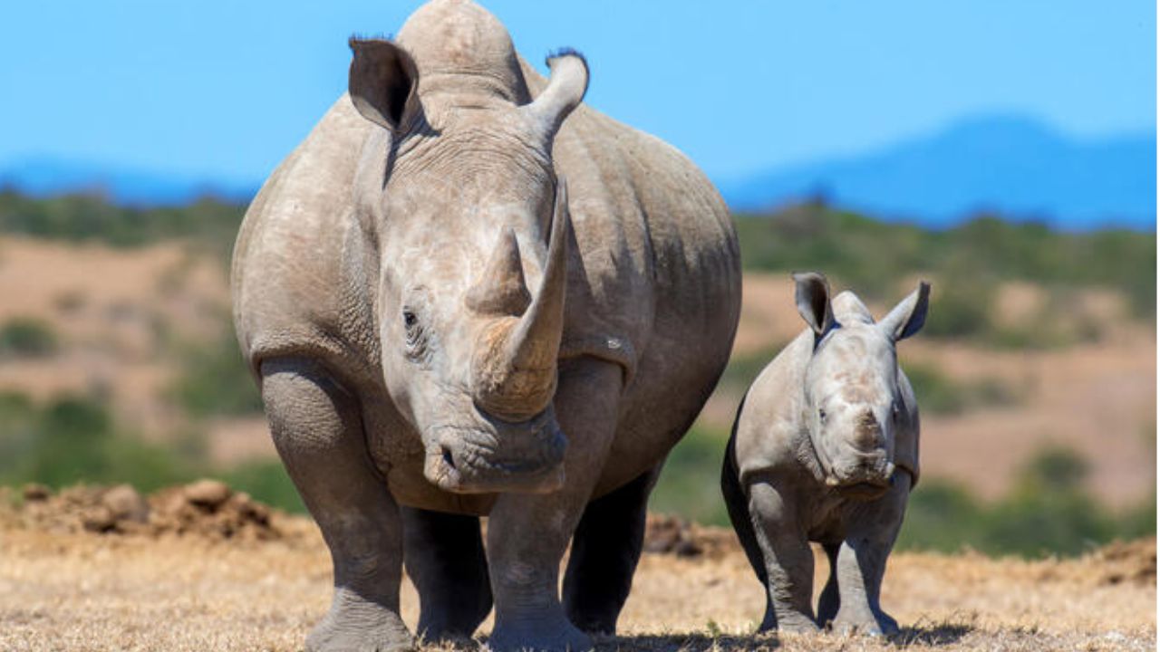 ದಕ್ಷಿಣ ಆಫ್ರಿಕಾ ಖಡ್ಗಮೃಗಗಳಿಗಾಗಿ ಹೊಸ ಯೋಜನೆ