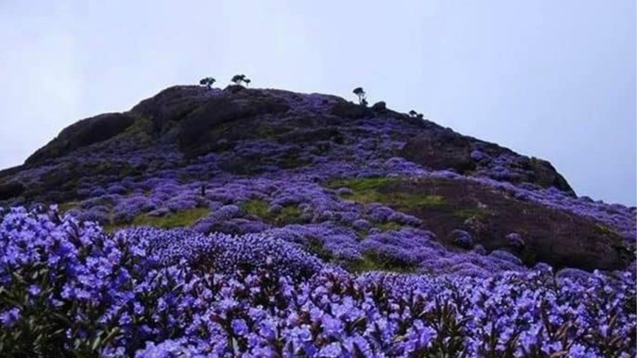 ನೀಲಕುರಂಜಿ ಹೂವುಗಳಿಗೆ ಅಪಾಯ