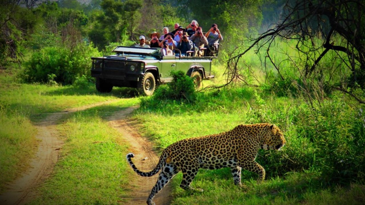 ಚಿತ್ವಾನ್‌ನಲ್ಲಿ ವೈಲ್ಡ್ ನೇಪಾಳ ಸಫಾರಿ