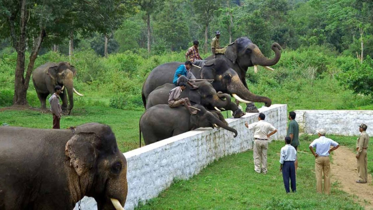 ಪ್ರಕೃತಿ ಕಲಿಸಿದ ‘ದುಬಾರೆʼ ಪಾಠ!