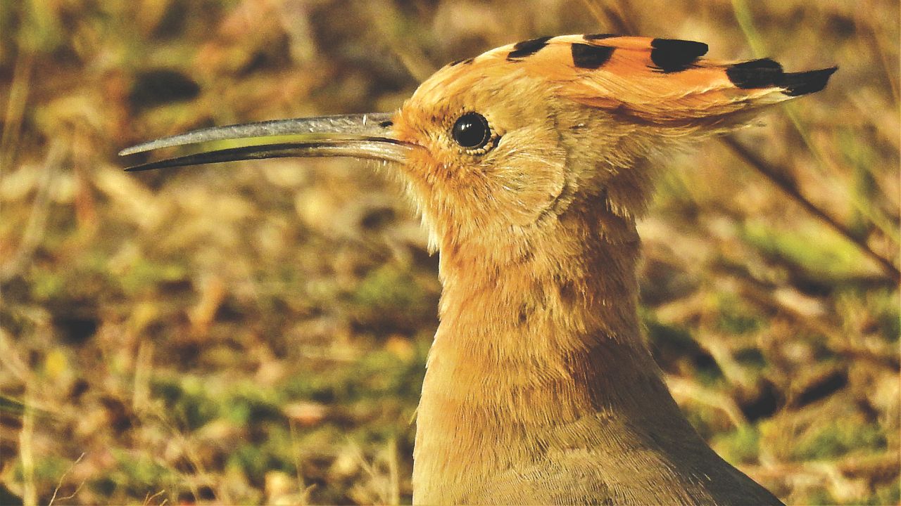 ಪಕ್ಷಿಧಾಮವಾಗುತ್ತಿದೆ ಮಧುರೆಕೆರೆ