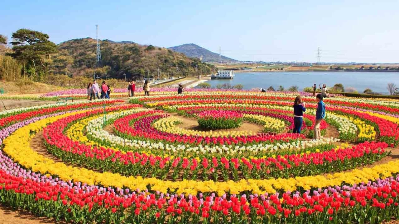 ಶ್ರೀನಗರದಲ್ಲಿ ಏಷ್ಯಾದ ಅತಿದೊಡ್ಡ ಟುಲಿಪ್ ಗಾರ್ಡನ್
