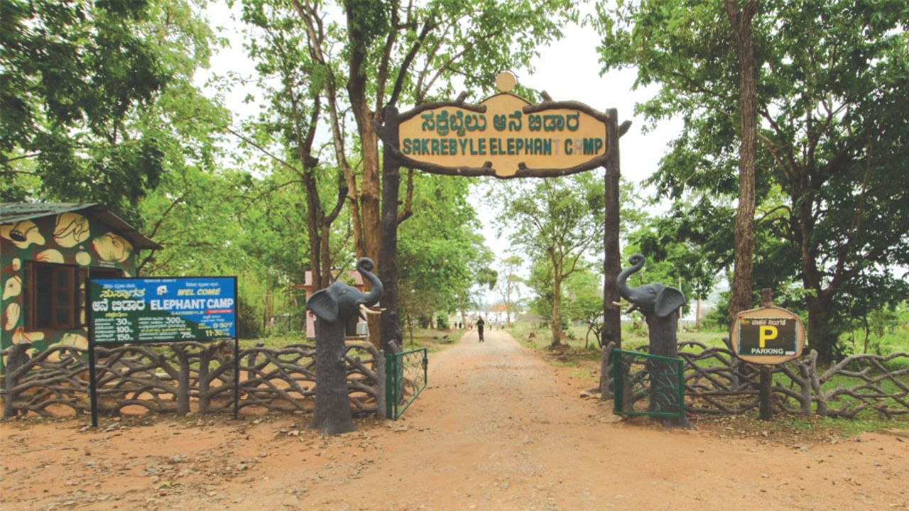 ಸಕ್ರೆಬೈಲ್‌ಲ್ಲಿ ಆನೆಯ ಹಿಂಡು!