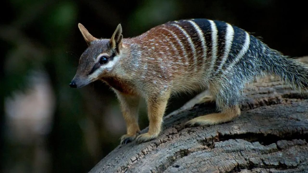 ಈ ಪ್ರಾಣಿ 6,000 ವರ್ಷಗಳ ಬಳಿಕ ಪತ್ತೆ!