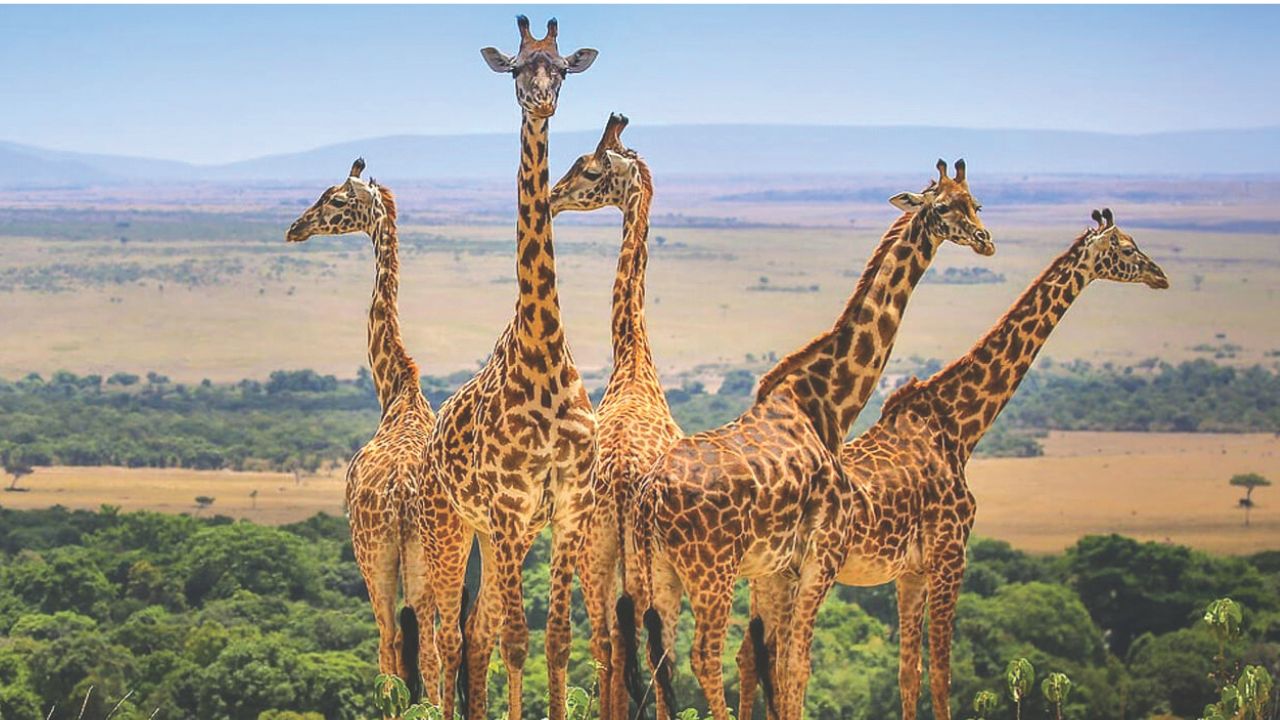 ಸಫಾರಿಯ ಪ್ರತ್ಯಕ್ಷ ವರದಿ