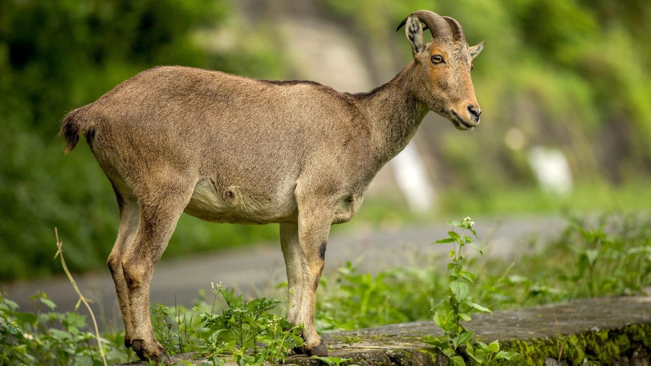 ಇರವಿಕುಳಂ ರಾಷ್ಟ್ರೀಯ ಉದ್ಯಾನವನ ಮರು ಆರಂಭ