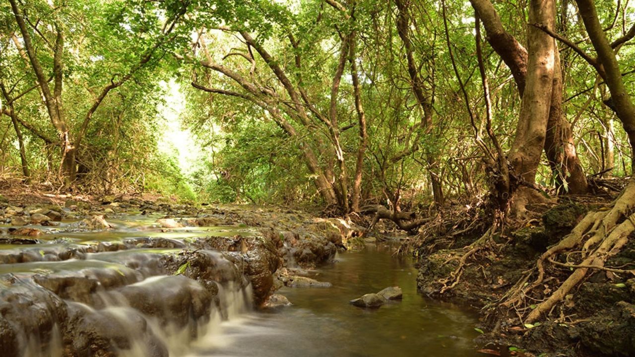 ನೀವು ಭೇಟಿ ನೀಡಲೇಬೇಕಾದ ಭಾರತದ ಪ್ರಮುಖ ಅರಣ್ಯಗಳಿವು