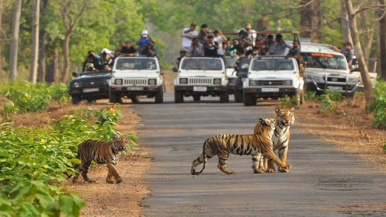 ಹುಲಿಯನ್ನು ನೋಡಿ... ಬಂಡಿಪುರಕ್ಕೆ ಹೋಗಿಬನ್ನಿ