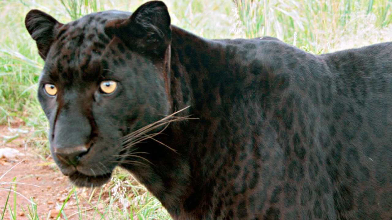ಕಪ್ಪು ಚಿರತೆಗಳ ಕಾಪಿಡಲು ಭದ್ರಾ ಬದ್ದವಾಗಬೇಕು