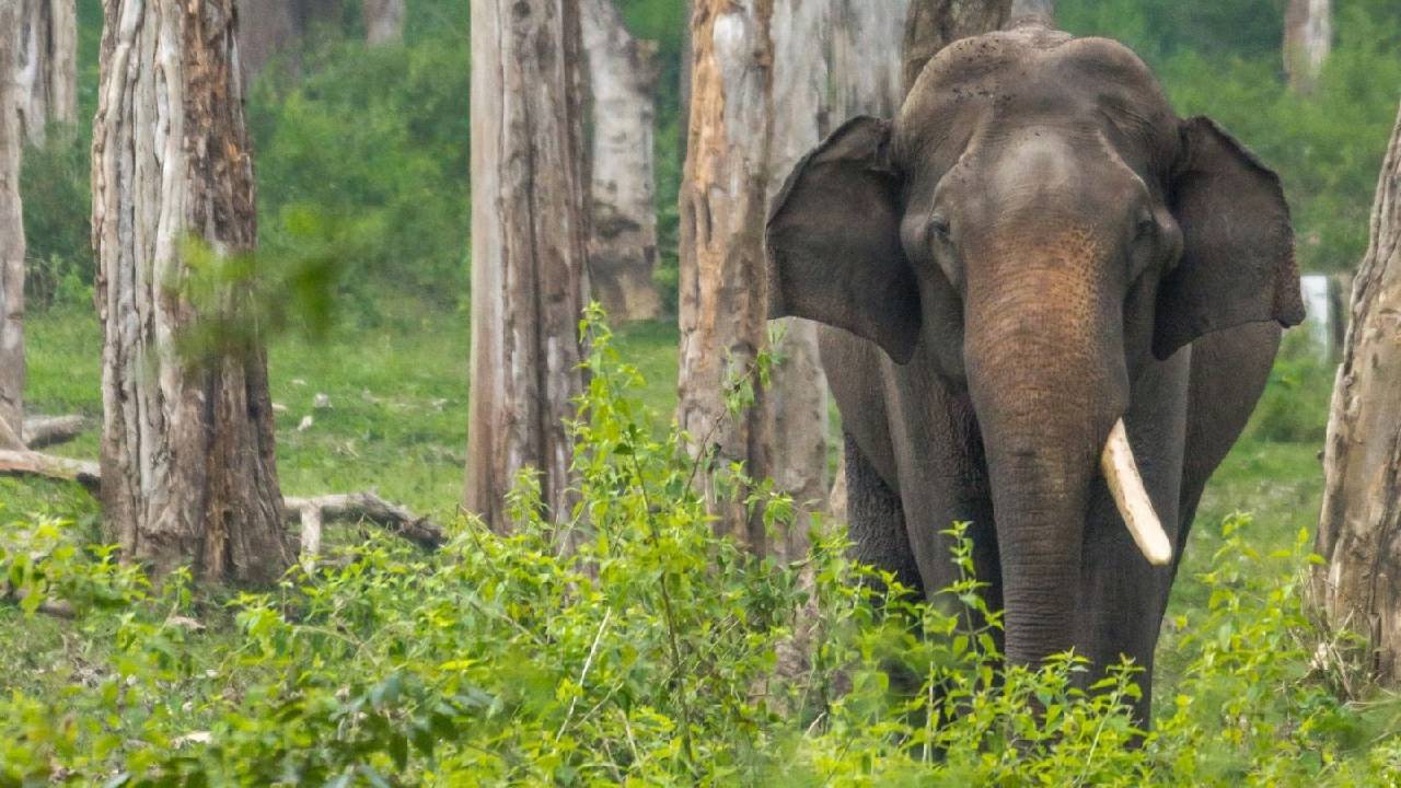 ಅಂಬಾರಿ ಹೊರೋ ಆನೆಗಳು ಇಲ್ಲೇ ಇವೆ!
