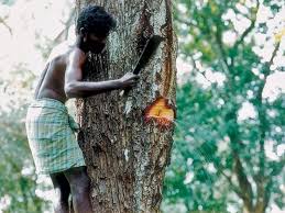 ಮರದಿಂದ ಚಿಮ್ಮುವ ನೀರು; ಇದು ʻಜೀವಂತ ಬಾವಿʼ..!