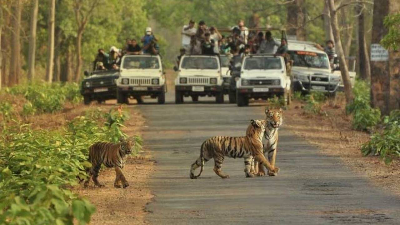 ಹುಲಿ ಬಂತು ಹುಲಿ ಎಂದು ಕಾಲ್ ಮಾಡಿ ಹೇಳುವ ಜಿಂಕೆ !