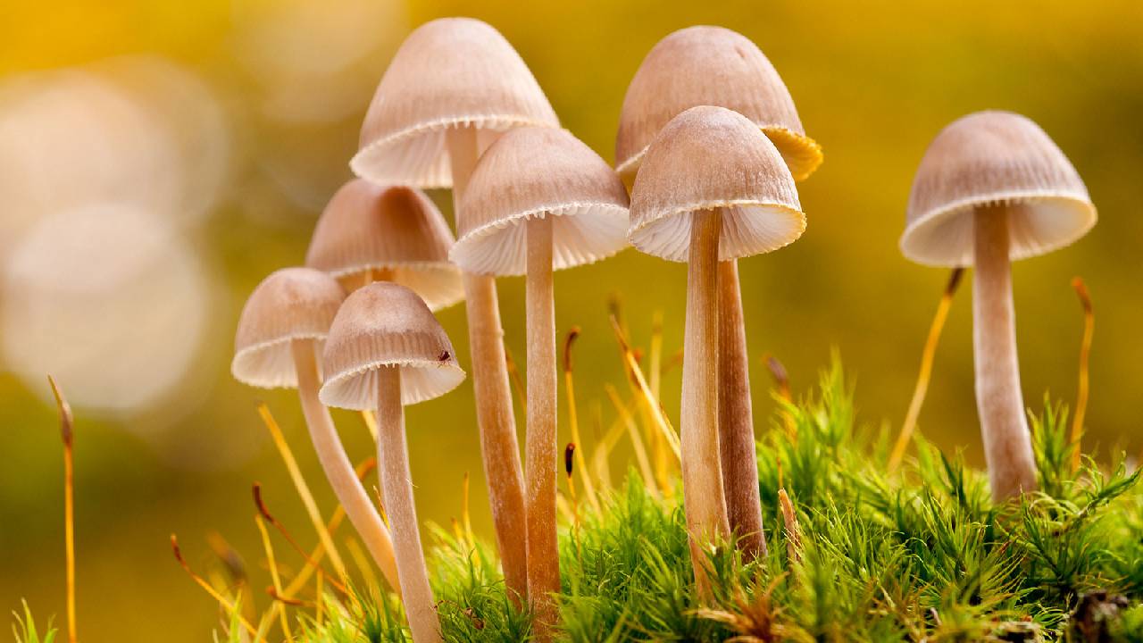 ಇದು ಅಣಬೆಗಳ ಲೋಕವಯ್ಯಾ......!