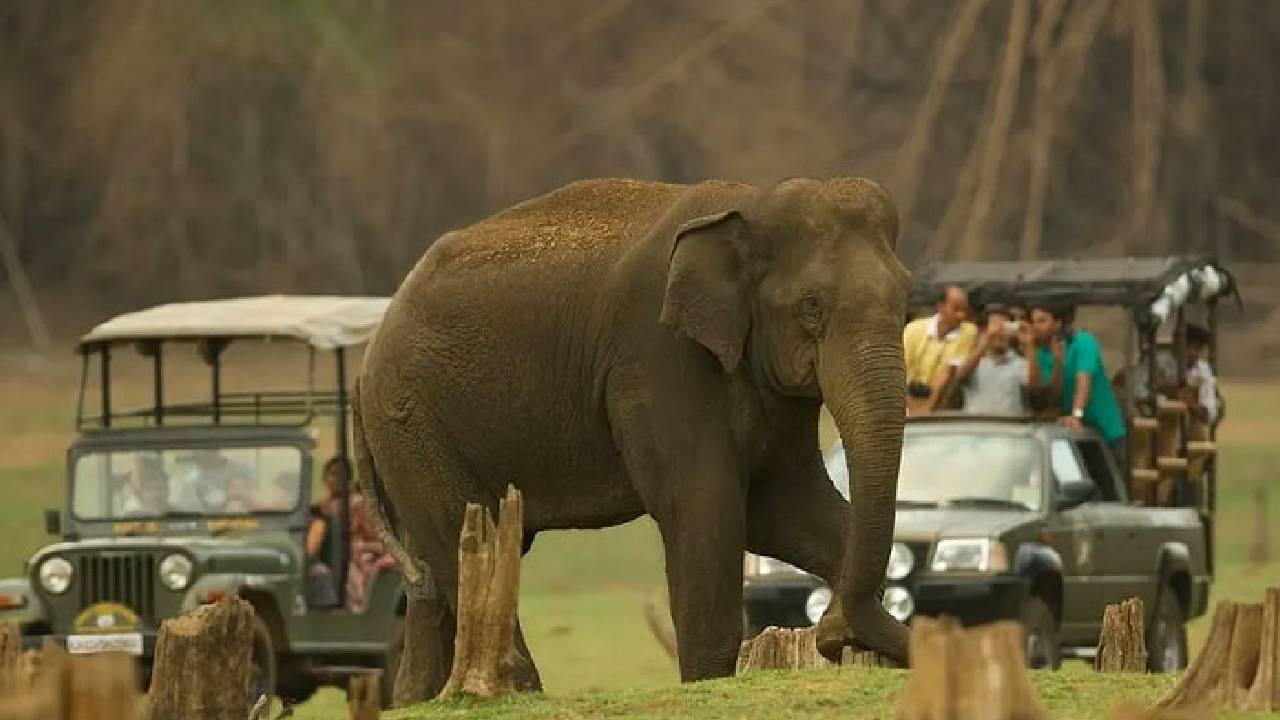ಸಫಾರಿ ಬಂದ್‌: ಆದಾಯ ನಷ್ಟ