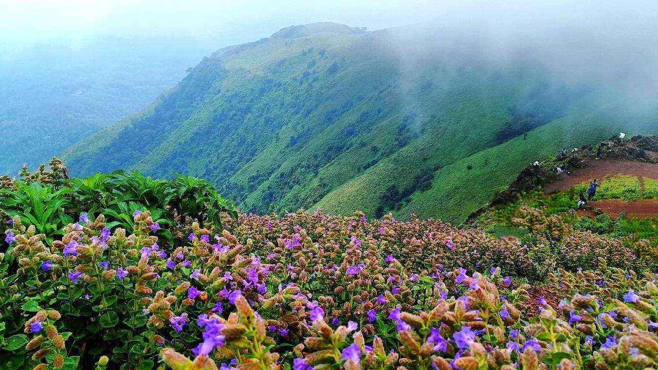 ಸಂರಕ್ಷಣಾ ಮೀಸಲು ಪ್ರದೇಶವಾಗಲಿದ್ಯಾ ನೀಲಿಕುರುಂಜಿಯ ತಾಣ ?