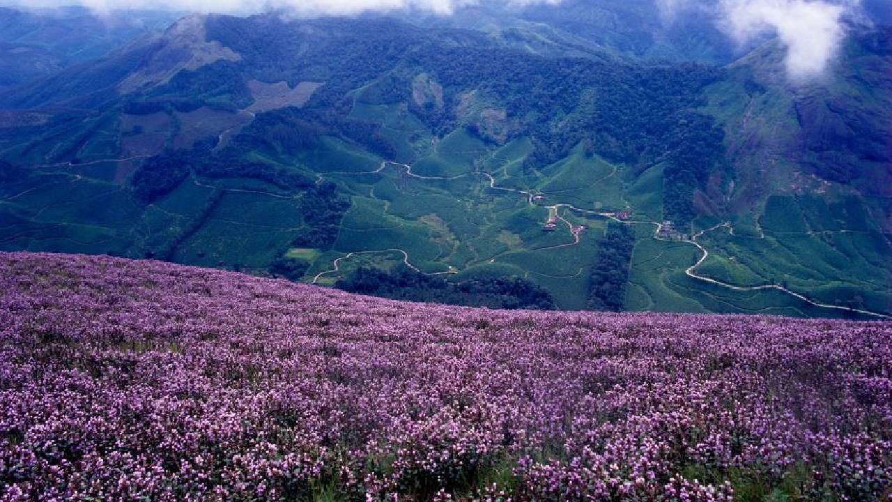 ಮುನ್ನಾರ್‌ಗೆ ಬರಲಿದೆ ನೀಲಕುರುಂಜಿ ಕಾಲ