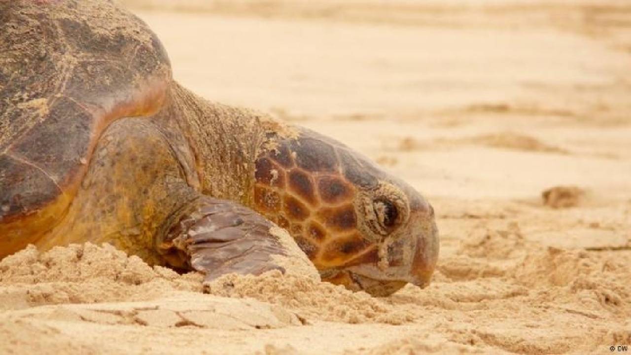 ಆಮೆಗಳ ಹಿತರಕ್ಷಣೆ ಯೋಚಿಸಿ, ಅಭಿವೃದ್ಧಿ ಯೋಜನೆ ಕೈಬಿಟ್ಟ ಒಮಾನ್!